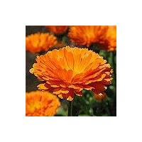 Large picture Calendula officinalis extract