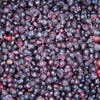 Large picture IQF blackcurrant