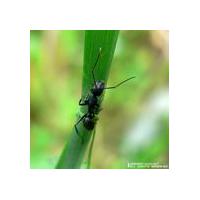 Large picture ant extract  (info3@sports-ingredient.com)