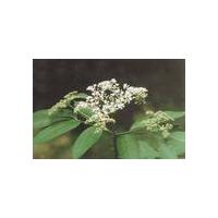 Large picture elderberry  anthocyanin (info3@sports-ingredient.c