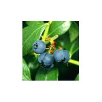 Large picture Blueberry anthocyanin