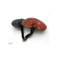 Large picture ganoderma extract  (info3@sports-ingredient.com)