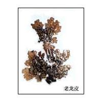 Large picture lung lichen extract (info3@sports-ingredient.com)