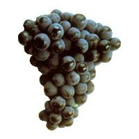 Large picture Grape Juice Concentrate