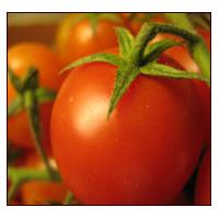 Large picture Tomato paste