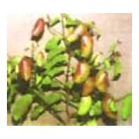 Large picture Griffonia simplicifolia Seed Extract 5-HTP