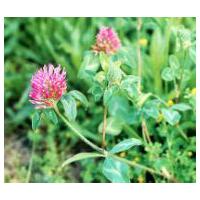 Large picture Red Clover Extract Isoflavones HPLC