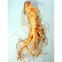 Large picture Ginseng Root Extract Ginsenosides