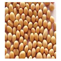 Large picture Soy bean Extract 40% Isoflavines