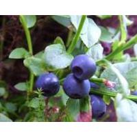Large picture Bilberry P.E. 15%,25% Anthocyanidins
