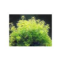 Large picture Trberculate Speranskia Herb