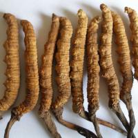 Large picture cordyceps sinensis