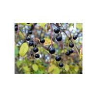 Large picture Prunus Asiatica Extract