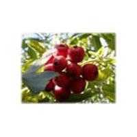Large picture Hawthorn Berry P.E.