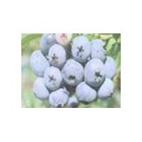 Large picture Bilberry Anthocyanin