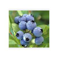 Large picture Blueberry extract