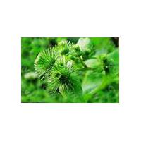 Large picture Burdock Root Extract