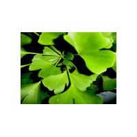 Large picture Ginkgo Leaf extract