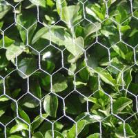 Large picture Hexagonal Wire Netting