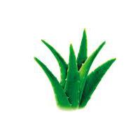 Large picture Aloe extract