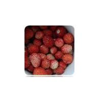 Large picture Frozen Wild Strawberry
