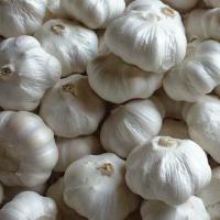 Large picture normal white garlic