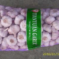 Large picture normal white garlic