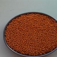 Large picture Red lentils