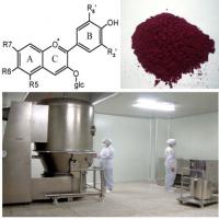 Large picture Bilberry Extract 25% Anthocyanidins