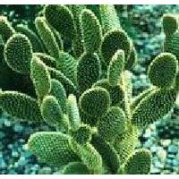 Large picture Cactus P.E.