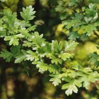 Large picture Hawthorn leaf P.E.( Fructus Crataegi)
