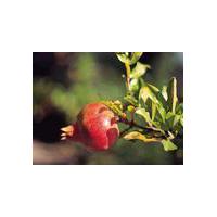 Large picture Pomegranate P.E.( Punica granatum L.)