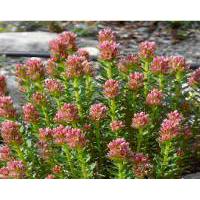 Large picture Rhodiola Rosea P.E.--yysale4