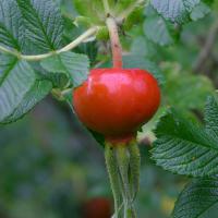 Large picture Rose Hips Extract (Rosa rugosa Thunb.)
