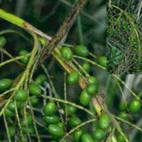 Large picture Saw palmetto P.E.( Serenoa repens)