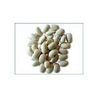 Large picture White Kidney Bean Extract--yysale4