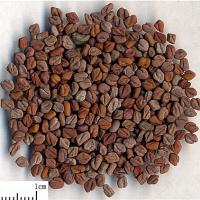 Large picture Fenugreek Extract sweetyhuir(at)hotmail(dot)com