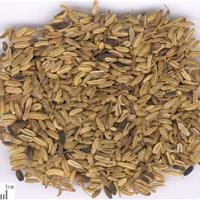 Large picture Fennel Extract  sweetyhuir(at)hotmail(dot)com