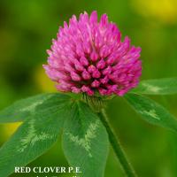 Large picture Red Clover Extract sweetyhuir(at)hotmail(dot)com