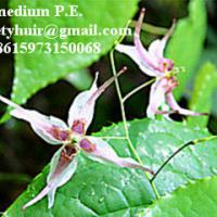 Large picture Epimedium Extract  sweetyhuir(at)hotmail(dot)com