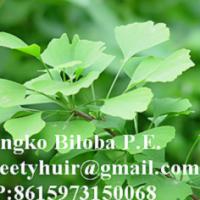 Large picture Gingko Biloba P.E sweetyhuir(at)hotmail(dot)com