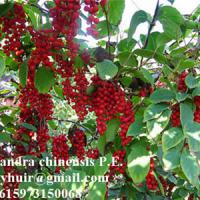 Large picture Schisandra Berry P.E sweetyhuir(at)hotmail(dot)com