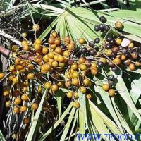 Large picture Saw Palmetto Fruit P.E