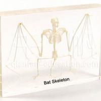 Educational Embedded Specimen - Bat Skeleton