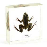 Large picture Educational Embedded Specimen - Frog