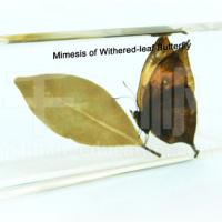Large picture Mimesis of Withered-leaf Butterfly Specimen