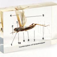 Large picture Biology Specimen - Conformation of Grasshopper