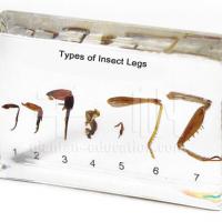 Large picture Insect Specimen - Types of Insect Legs