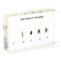 Biology Specimen - Life Cycle of Housefly