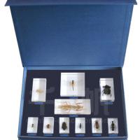 Biology Specimen - 10 Kinds of Beneficial Insects